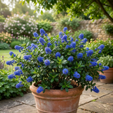 1 Ceanothus Yankee Point, 7.5 Litre Root Ball, Evergreen Californian Lilac, Blue Flowering Shrub