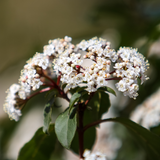 Viburnum Tinus 19cm/3L