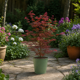 3 Litre Red Acer Tree, Japanese Maple Plant, Nursery Pots