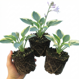 Set of 3 or 6 Large Hosta Plants - First Frost Plantain Lily, Ready to Plant in Your Garden