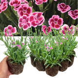 Set 3 or 6 Large Plants - Dianthus Pink Kisses, Ready to Plant in Your Garden