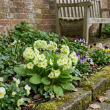 Set of 3 or 6 Primula Little Queen Lime Hardy Perennial Plants, Bee Friendly Spring Flowering, Outdoor Cottage Garden Ready, 1 Litre Root-Ball