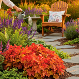 Heuchera Marmalade