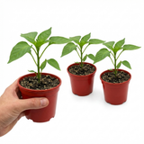 Set of 3 or 6 Large Plants - Sweet Pepper Snack Yellow, Ready to Plant in Your Garden