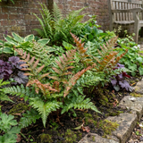 Set of 3 or 6 Japanese Shield Fern Dryopteris Erythrosora Prolifica, Hardy Shade Perennial Plants, 1 Litre Root Ball