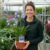 1 Large Plant - Agapanthus Charlotte, Ready to Plant in Your Garden, 2L Pot