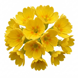 Set of 3 or 6 Primula Veris Yellow Cowslip Primrose Plants, Hardy Perennial, Spring Flowering, Outdoor Garden Ready, 1 Litre Root-Ball