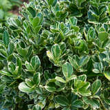 Euonymus Kathy