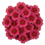 Set of 3 or 6 Potentilla Miss Wilmott Hardy Perennial Shrub Plants, Bee Friendly Summer Flowering, Outdoor Garden Ready, 1 Litre Root-Ball
