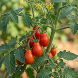 Set of 3 or 6 Premium Grafted Trilly Tomato Plants, High Yield Vegetable Plants, Ready to Plant, Outdoor Garden Ready, 1L Root Ball