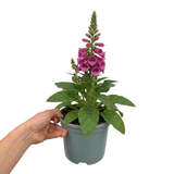 1 Digitalis Hanabee Deep Rose Foxglove Plant, Bee Friendly Hardy Perennial, 3 Litre Root Ball