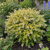1 Large Plant - Abelia Francis Mason, Ready to Plant in Your Garden, 2L Pot