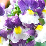 Set of 3 or 6 Large Plants - Nemesia Nuvo Blue Bicolour, Ready to Plant in Your Garden