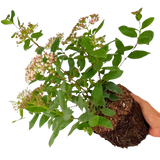 Viburnum Tinus 19cm/3L