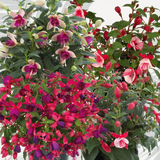 Fuchsia Diva Random Colour Mix