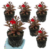 Set of 3 or 6 Lobelia Starship Bronze Leaf Upright Hardy Perennial Plants, Garden Ready, 1 Litre Root Ball