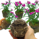 Dianthus Violet Picotee