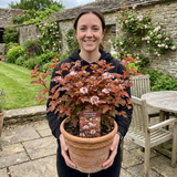1 Physocarpus Lady in Red Plant, Hardy Bee Friendly Deciduous Garden Shrub, 3 Litre Root Ball