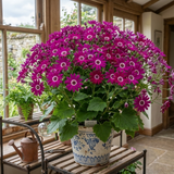 1 Large Bedding Plant - Senetti Magenta, Outdoor Garden Ready, 2L Pot