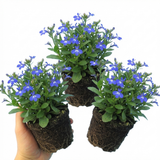 Set of 3 or 6 Large Plants - Lobelia Sweet Springs Blue, Ready to Plant in Your Garden