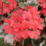 Set of 3 or 6 Large Plants - Geranium Pelgardini Frank Headly, Ready to Plant in Your Garden