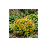 1 Spiraea Goldflame Plant, Hardy Japanese Spirea Flowering Shrub, Garden Ready, 17cm Root-Ball