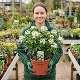1 Choisya White Dazzler Plant, Fragrant Hardy Evergreen Garden Shrub, Mexican Orange Blossom, 3L Root Ball