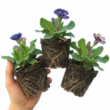 Set of 3 or 6 Primrose Chameleon Blue Hardy Perennial Plants, Colour Changing Spring Flowers, Outdoor Garden Ready, 1 Litre Root-Ball
