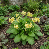 1 Primula Oakleaf Yellow Picotee Hardy Perennial Plant, Outdoor Garden Ready, 2 Litre Root Ball