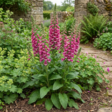 1 Digitalis Hanabee Deep Rose Foxglove Plant, Bee Friendly Hardy Perennial, 3 Litre Root Ball