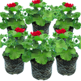 Set of 6 Large Plants-Geranium Calliope Dark Red, Ready To Plant In Your Garden