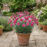 1 Cottage Pinks Dianthus Sugar Raspberry Plant, Hardy Summer Flowering Perennial, 17cm Root-Ball