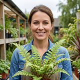 Set of 3 or 6 Scaly Male Fern Dryopteris Cristata Plants, Hardy Evergreen Perennial, 1 Litre Root-Ball
