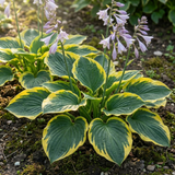 Set of 3 or 6 Large Hosta Plants - Atlantis Plantain Lily, Ready to Plant in Your Garden, 1L