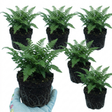 Set of 3 or 6 Soft Shield Fern Polystichum Plumosum Densum Plants, Hardy Evergreen Perennial, 1 Litre Root Ball