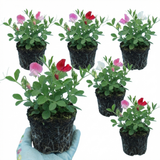 Set of 3 or 6 Large, Garden Ready Plants - Sweet Pea Little Sweetheart Mix, 10.5 cm
