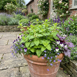 Set of 3 or 6 Lemon Balm Mint Plants Fresh Live Hardy Perennial Herb Garden Ready Plants 1 Litre Root Ball