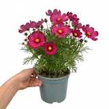 1 Large Plant - Cosmos Apollo Carmine, Ready to Plant in Your Garden, 2L Pot