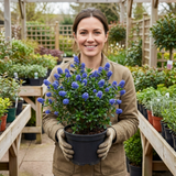 1 Ceanothus Concha Plant, Hardy Evergreen Blue Flowering Shrub, California Lilac, 3 Litre Root-Ball