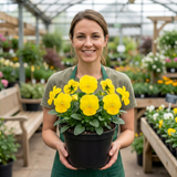 3 Pansy Delta Pro Clear Yellow Plants, Frost Hardy Winter & Spring Flowering, 3Ltr Root-Ball