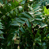 Holly Fern