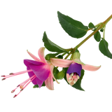 Fuchsia Diva Light Pink and Purple