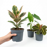 3 Rare Statement Foliage Live Indoor Plants, Tropical Houseplant Collection, 1Ltr Root Ball