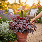 Heuchera Obsidian