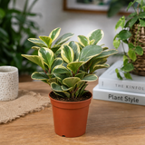 Variegated Radiator Plant, Peperomia Obtusifolia, Easy Care Indoor Houseplant, 12cm Pots