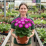 1 Senetti Pericallis Pop Magenta Live Plant, Outdoor Summer Bedding Flowers, 17cm Root-Ball