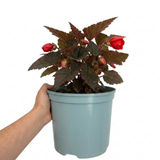 1 Large Plant - Begonia Non Stop Mocca Scarlet, Outdoor Garden Ready, 5L Pot