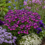 1 Large Plant - Nemesia Lady Lisa, Ready to Plant in Your Garden, 5L Pot