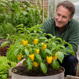 1 Sweet Pepper Live Plant, Snack Yellow Variety, Grow Your Own Peppers, Patio Garden Ready, 2 Litre Root Ball
