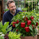 1 Sweet Pepper Red King Plant, Easy to Grow Your Own Vegetables, Garden Ready, 2Ltr Root-Ball